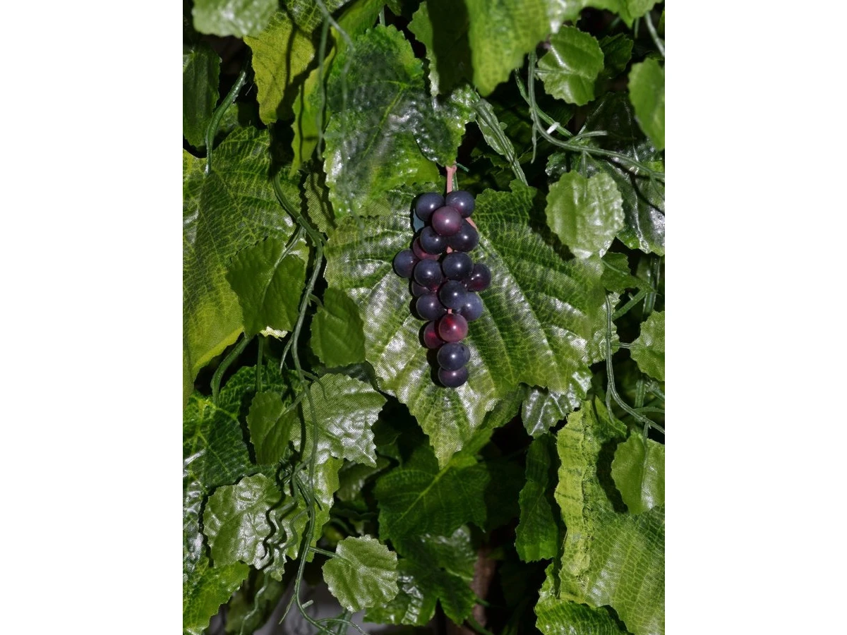 Виноградное дерево Флави 841174  - фото 4