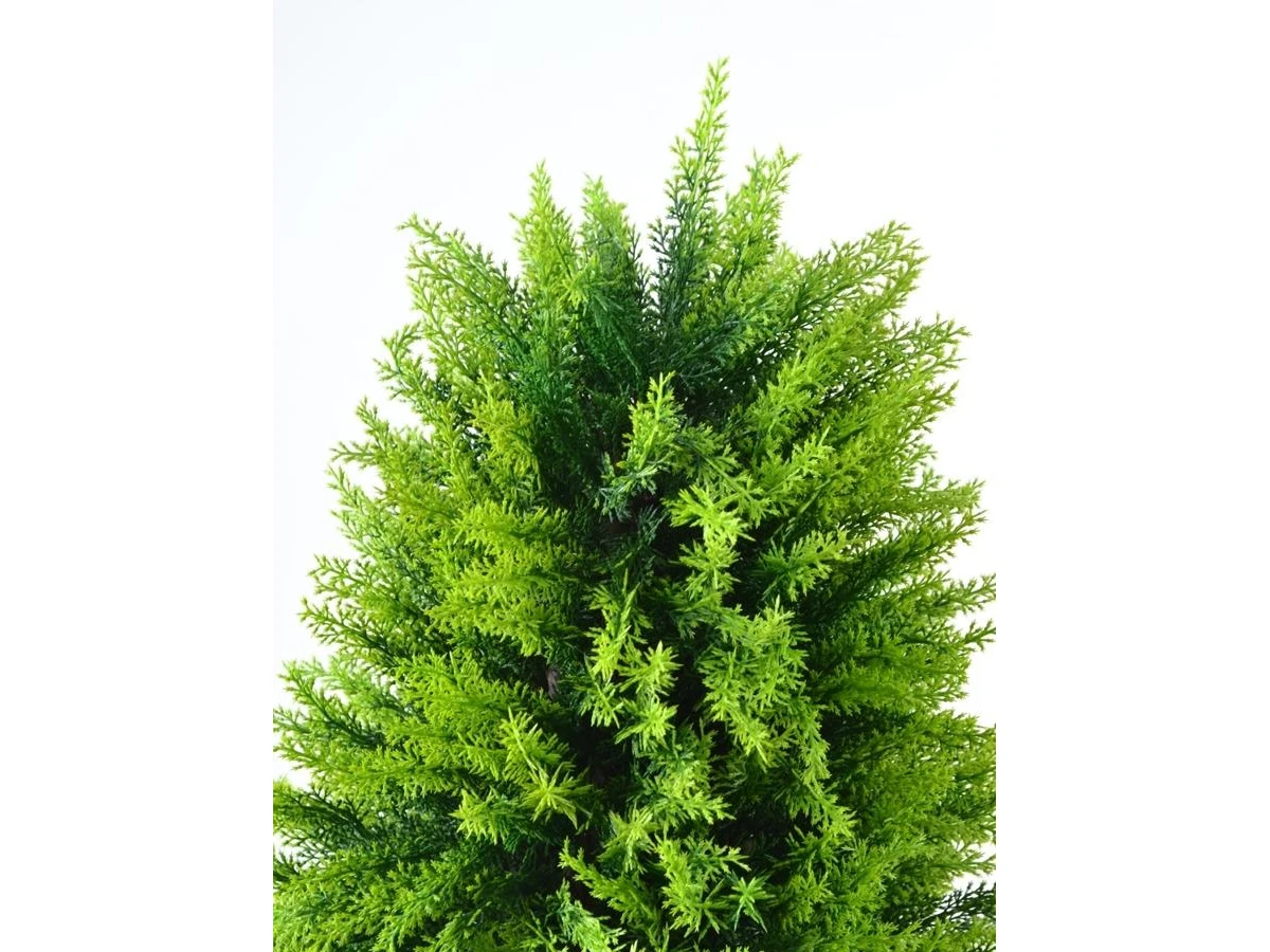 Туя Форчуна 841301  - фото 4