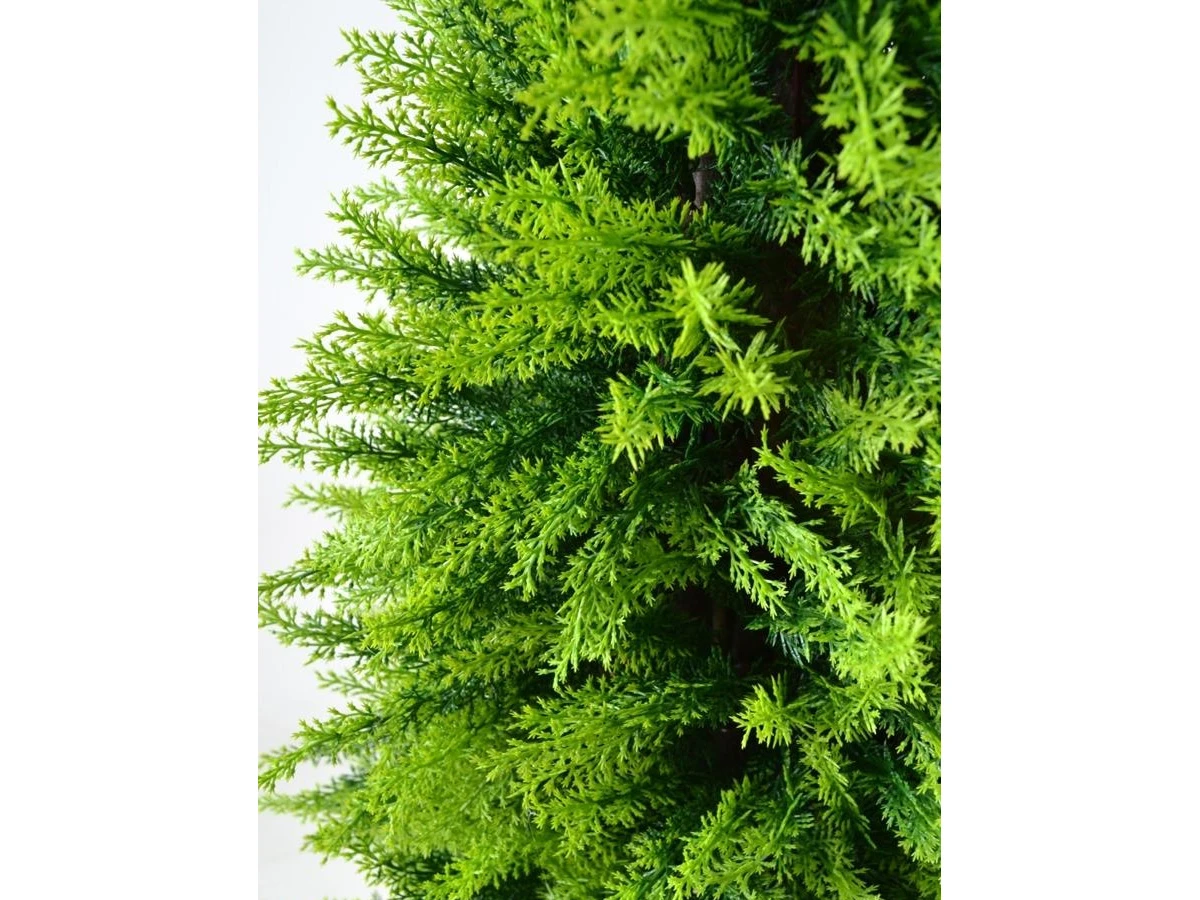 Туя Форчуна 841301  - фото 6