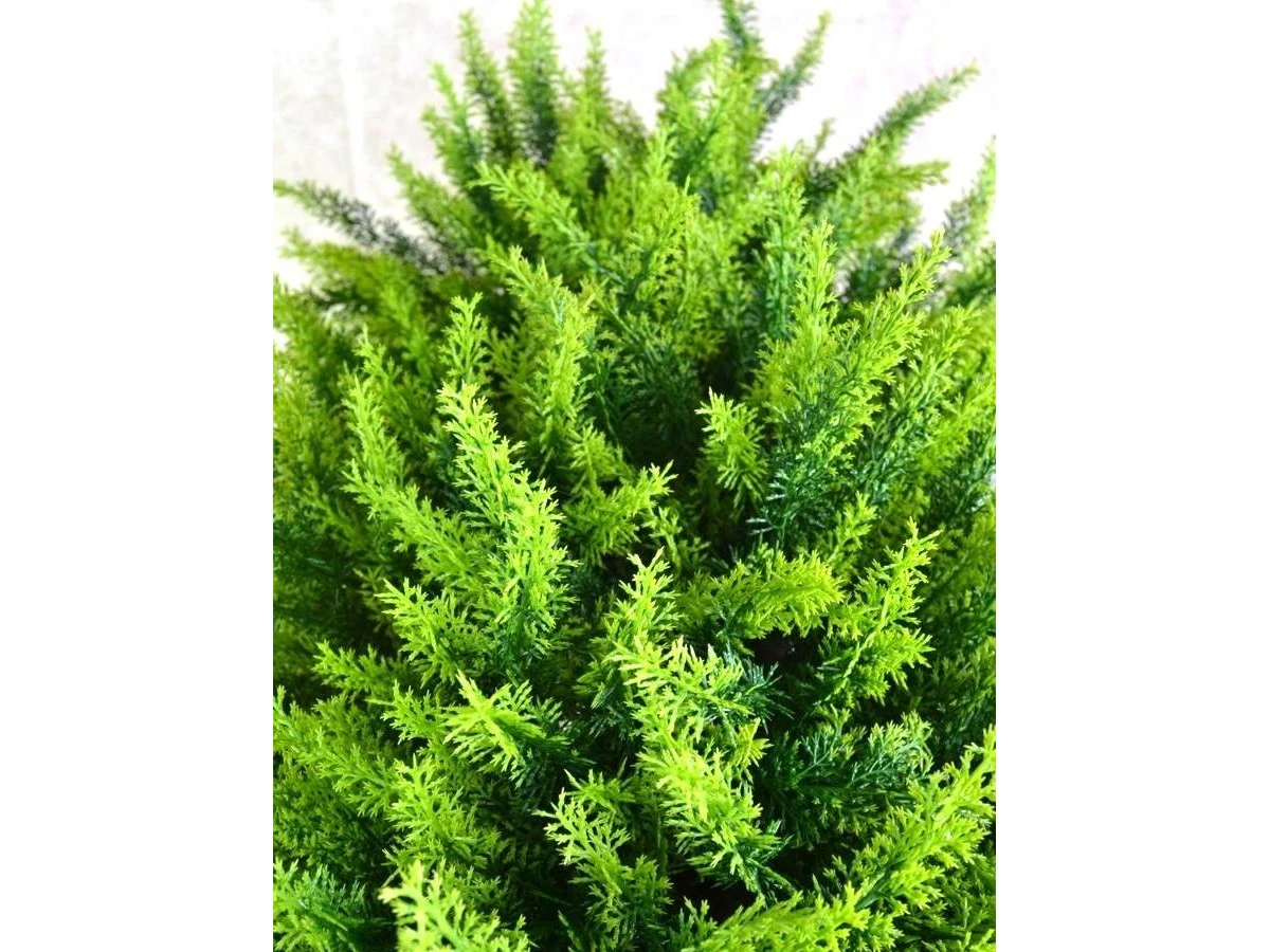 Туя Форчуна 841301  - фото 3