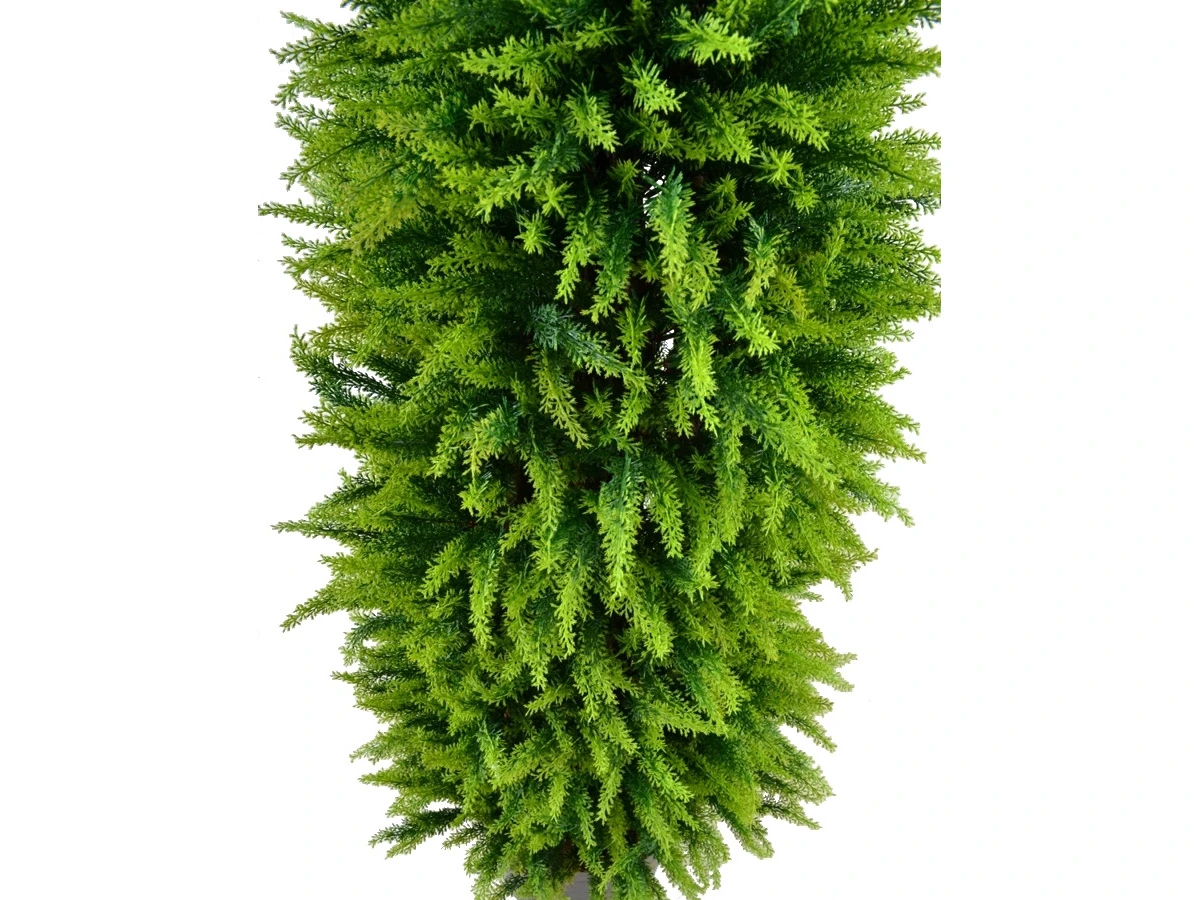 Туя Форчуна 841301  - фото 5