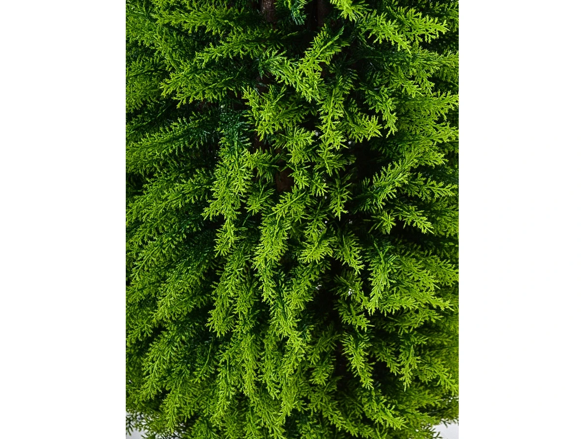 Туя Форчуна 841301  - фото 7