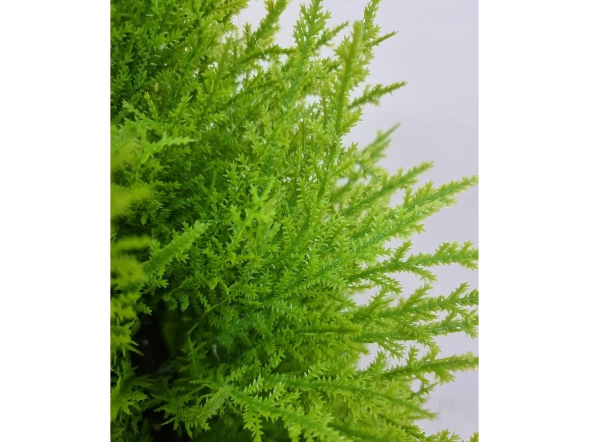 Туя Моника 841315  - фото 3