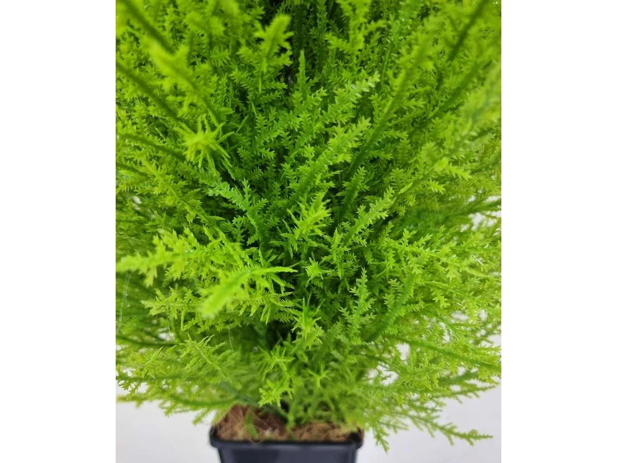 Туя Моника 841315  - фото 5