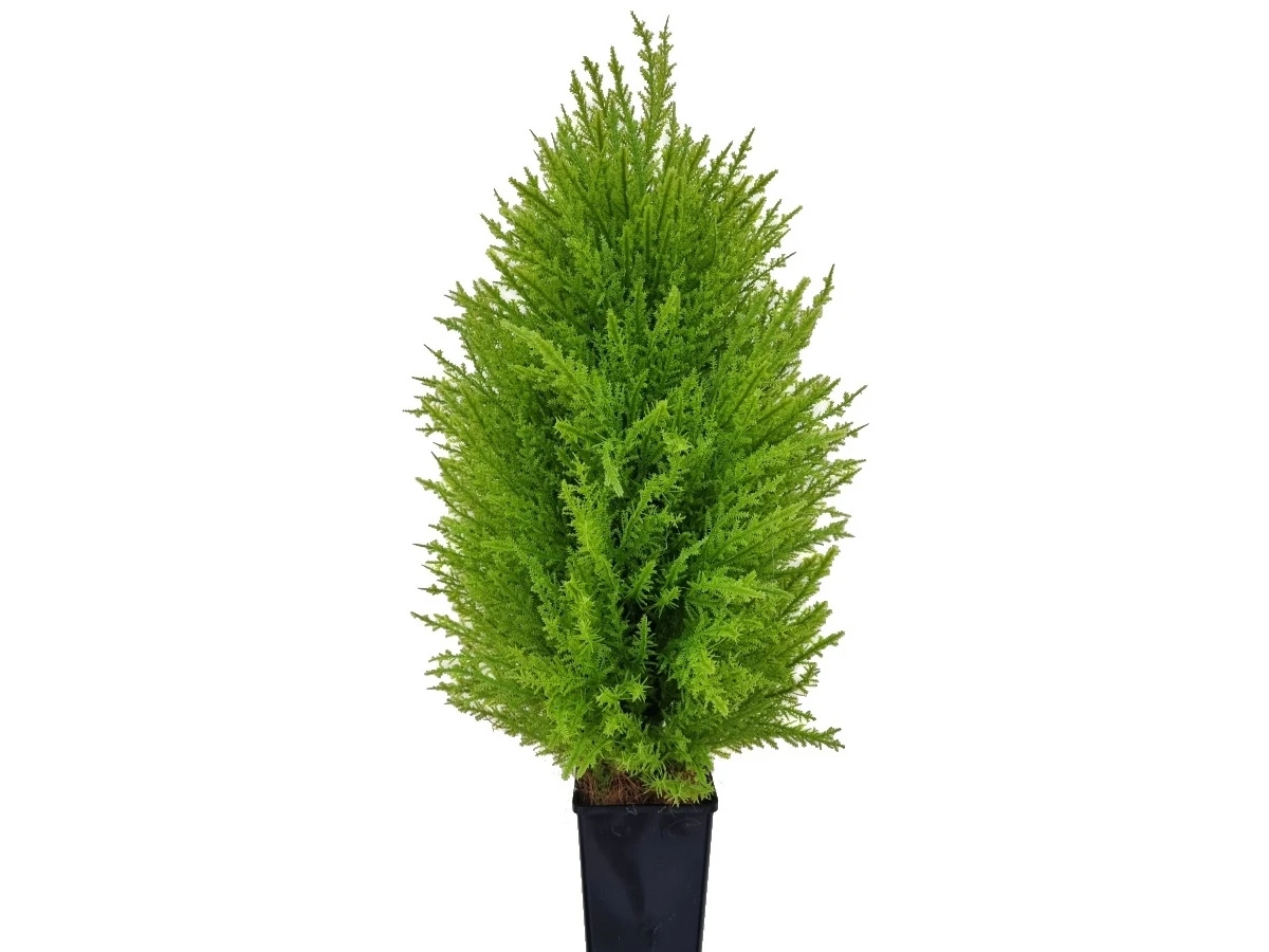 Туя Моника 841315