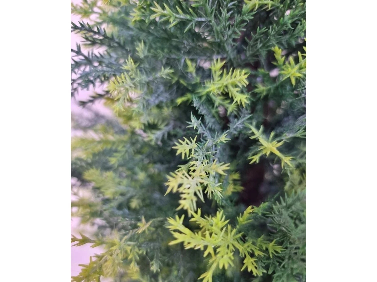 Туя Стейси 841317  - фото 7