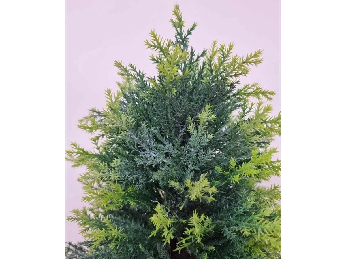 Туя Стейси 841317  - фото 6