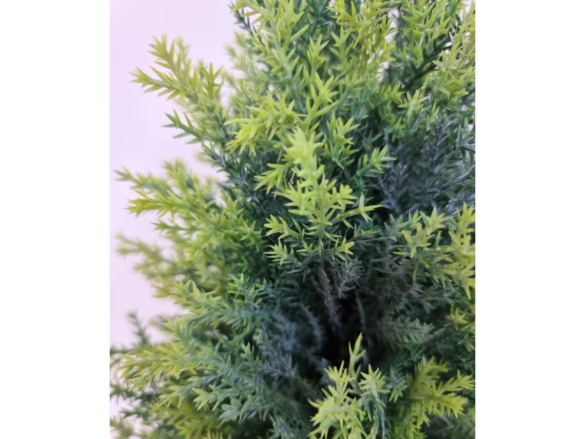 Туя Стейси 841317  - фото 4