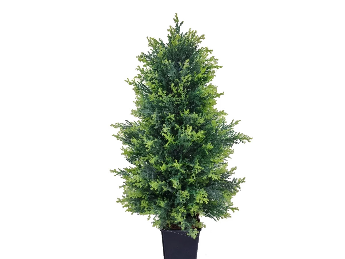 Туя Стейси 841317  - фото 3