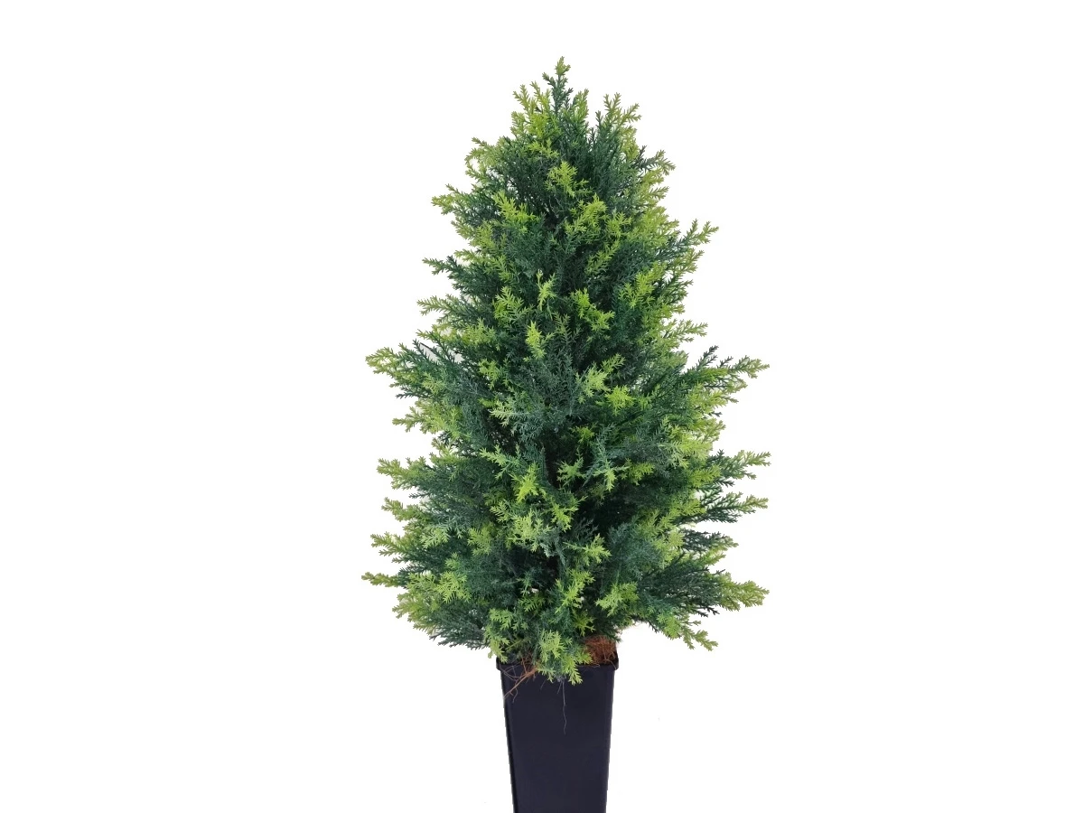 Туя Стейси 841317