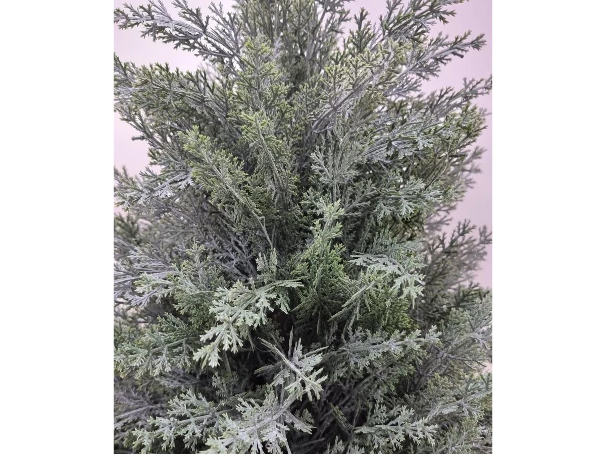 Туя Майли 841326  - фото 5