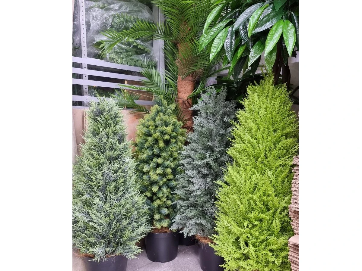 Туя Майли 841326  - фото 7