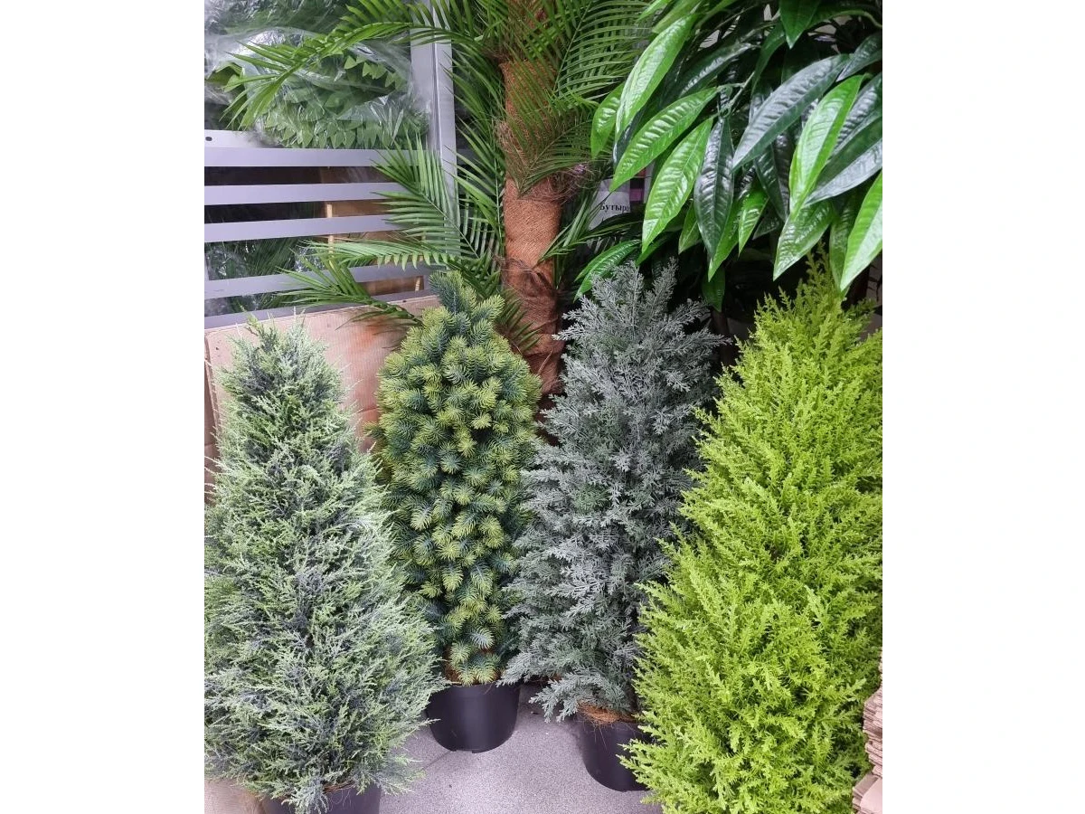 Туя Майли 841326  - фото 6