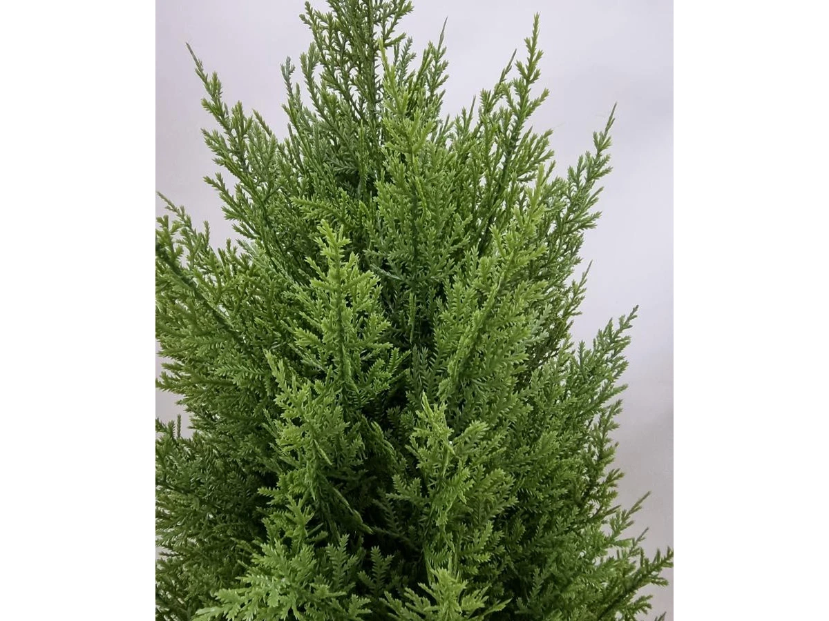 Туя Одди 841328  - фото 6