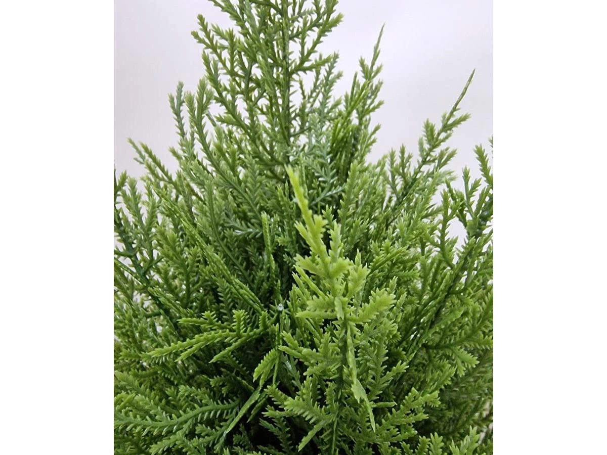 Туя Одди 841328  - фото 3