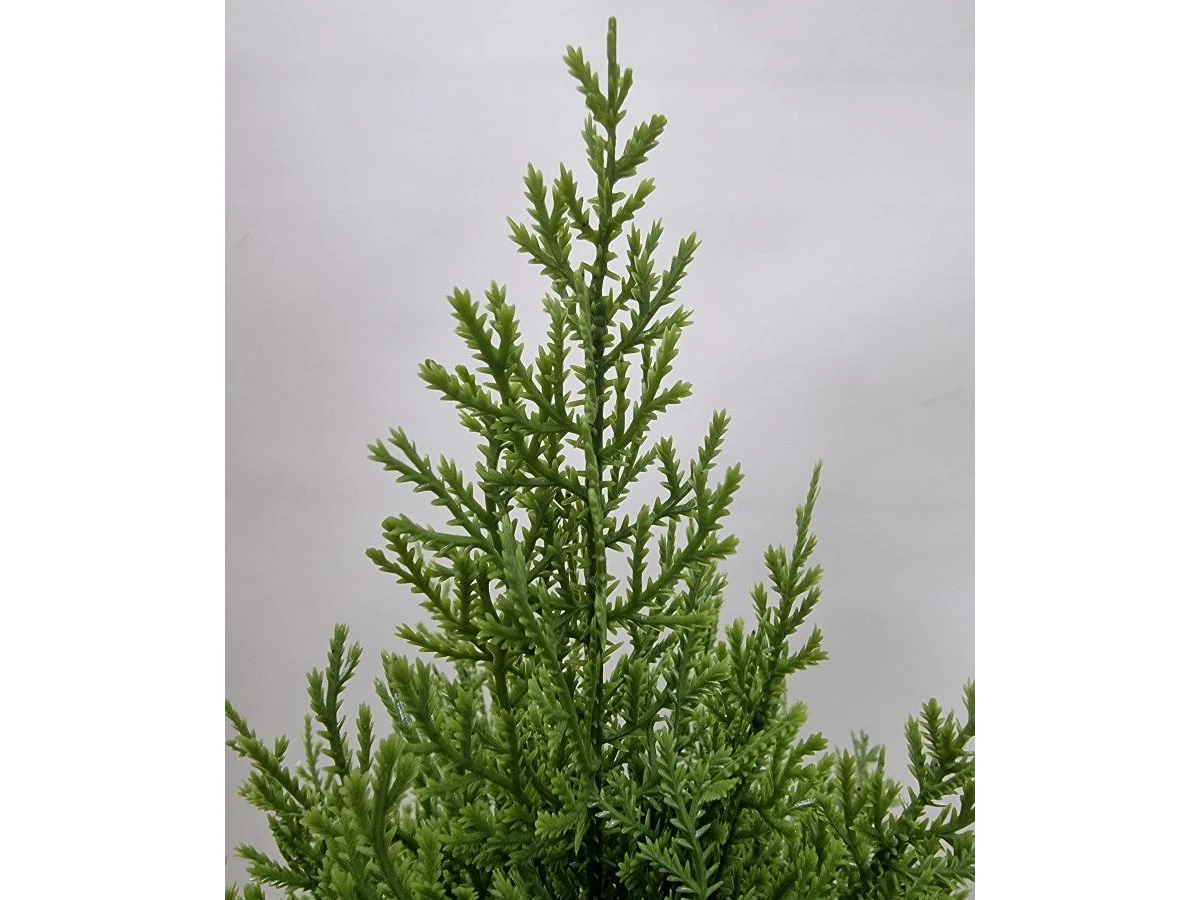 Туя Одди 841328  - фото 4