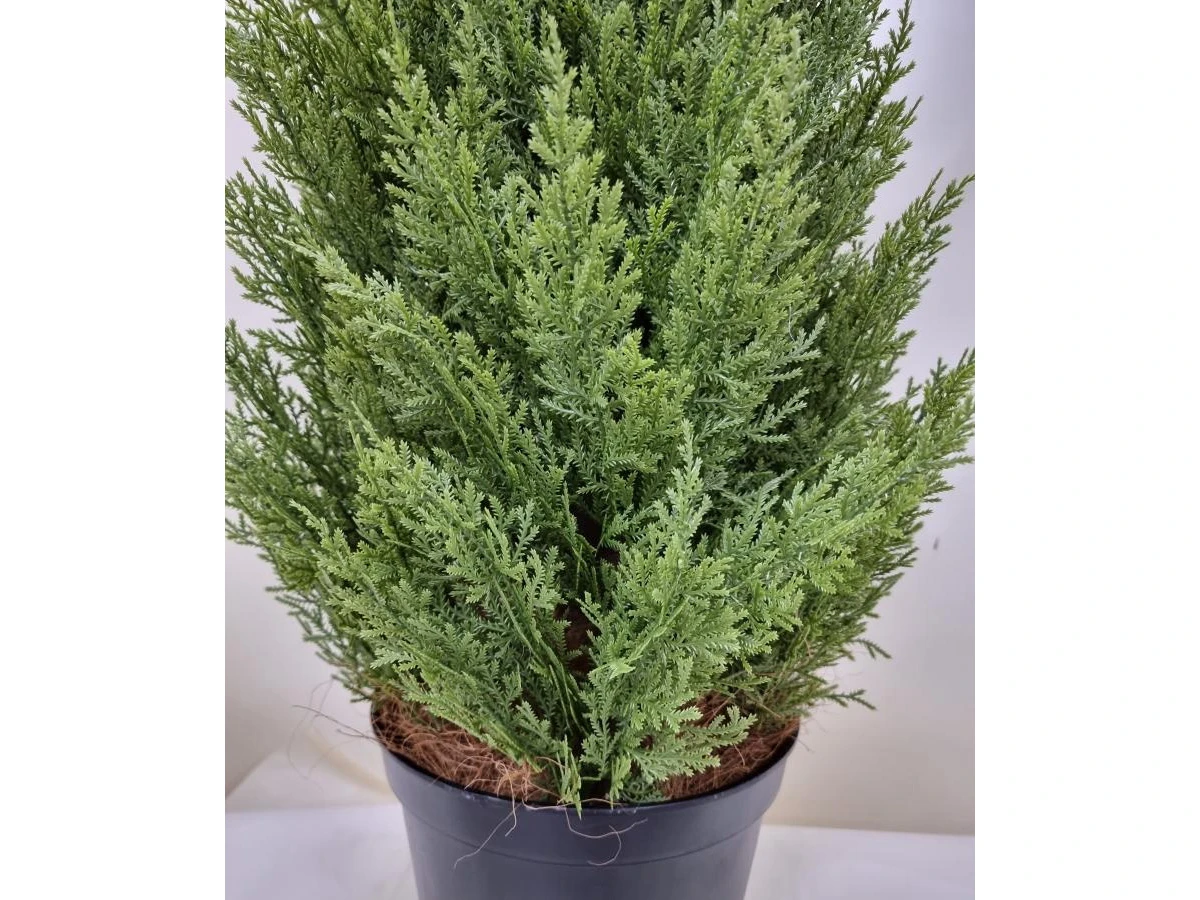 Туя Одди 841328  - фото 7