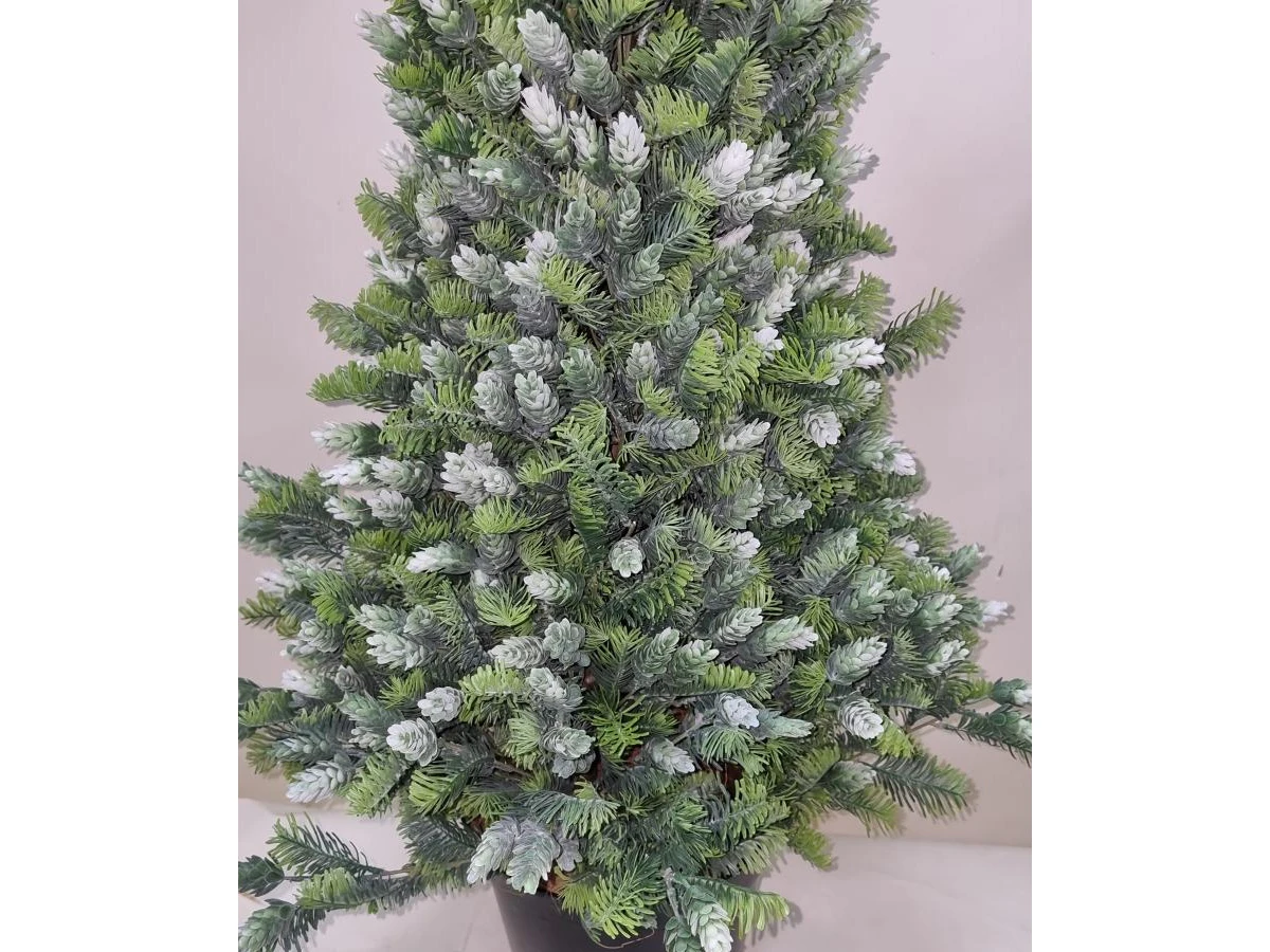 Пихта Кайли 841331  - фото 8