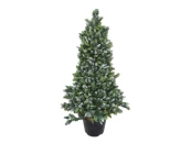 Пихта Кайли