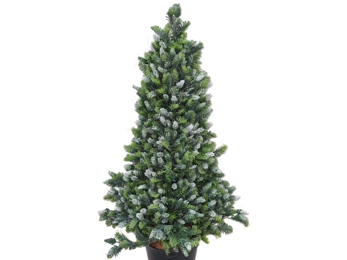 Пихта Кайли 841331