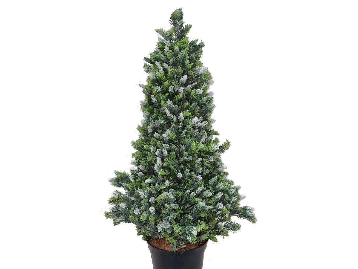 Пихта Кайли 841331  - фото 3