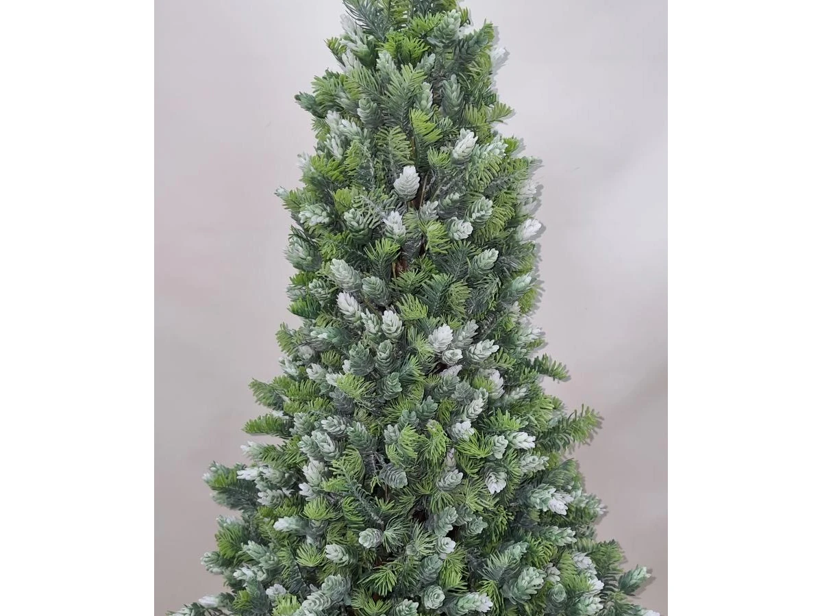 Пихта Кайли 841331  - фото 4