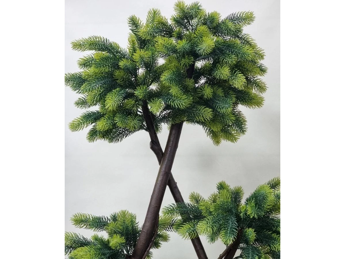 Сосна Канадская 841334  - фото 5