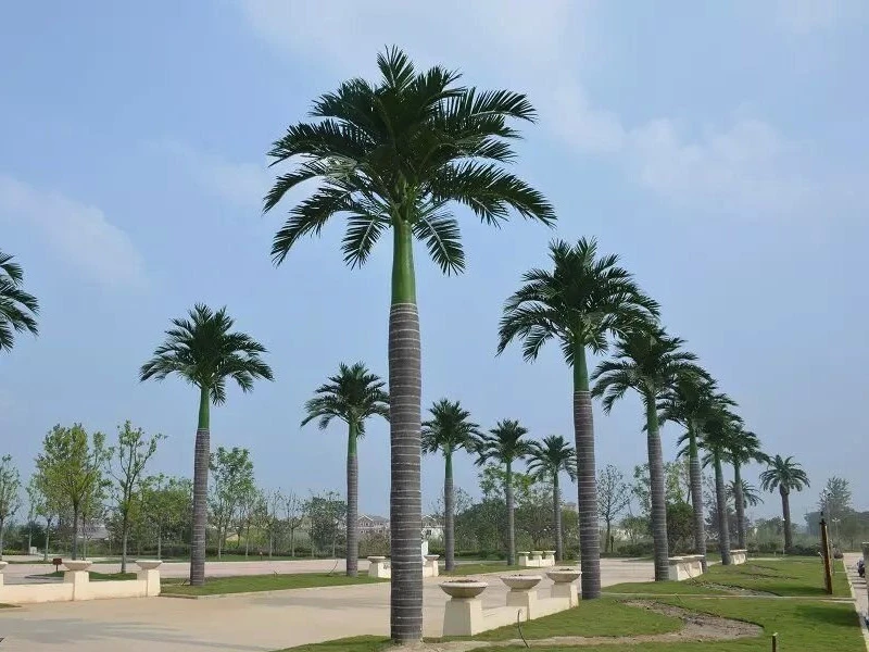 Индонезийская пальма 841422  - фото 2