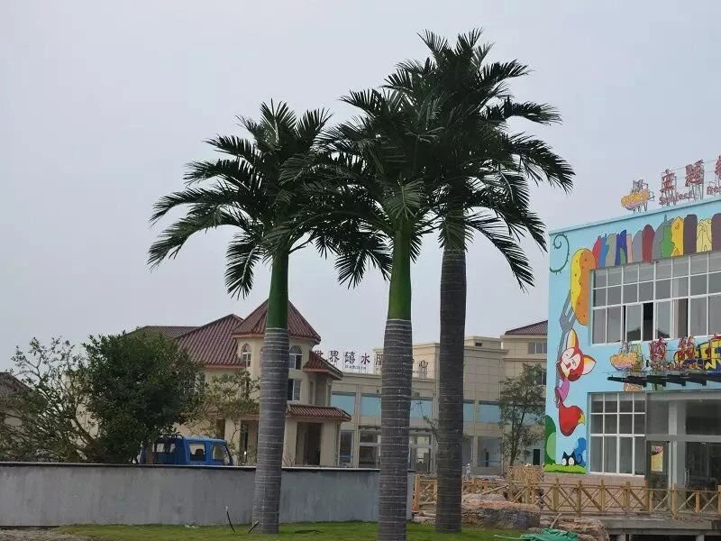 Индонезийская пальма 841422  - фото 3