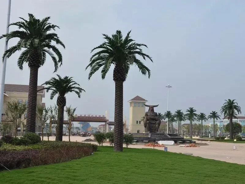 Финиковая пальма 841424  - фото 3