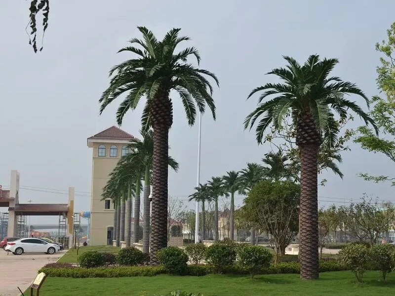 Финиковая пальма 841424  - фото 2