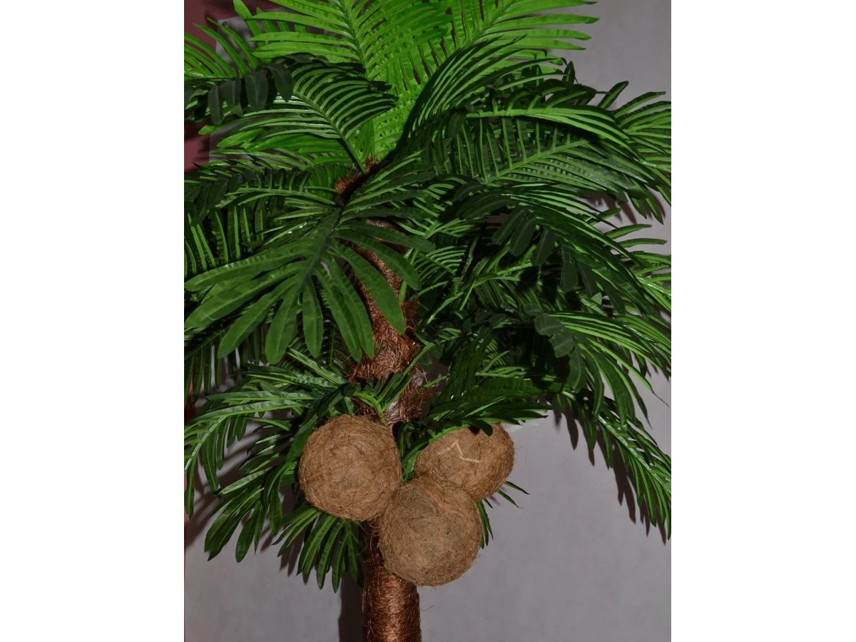 Кокосовая пальма Вивьен 841426  - фото 6