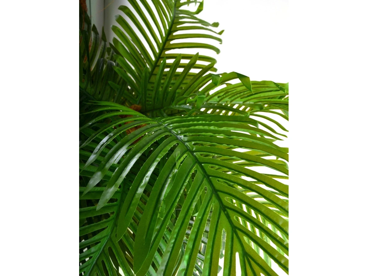 Кокосовая пальма Вивьен 841426  - фото 3