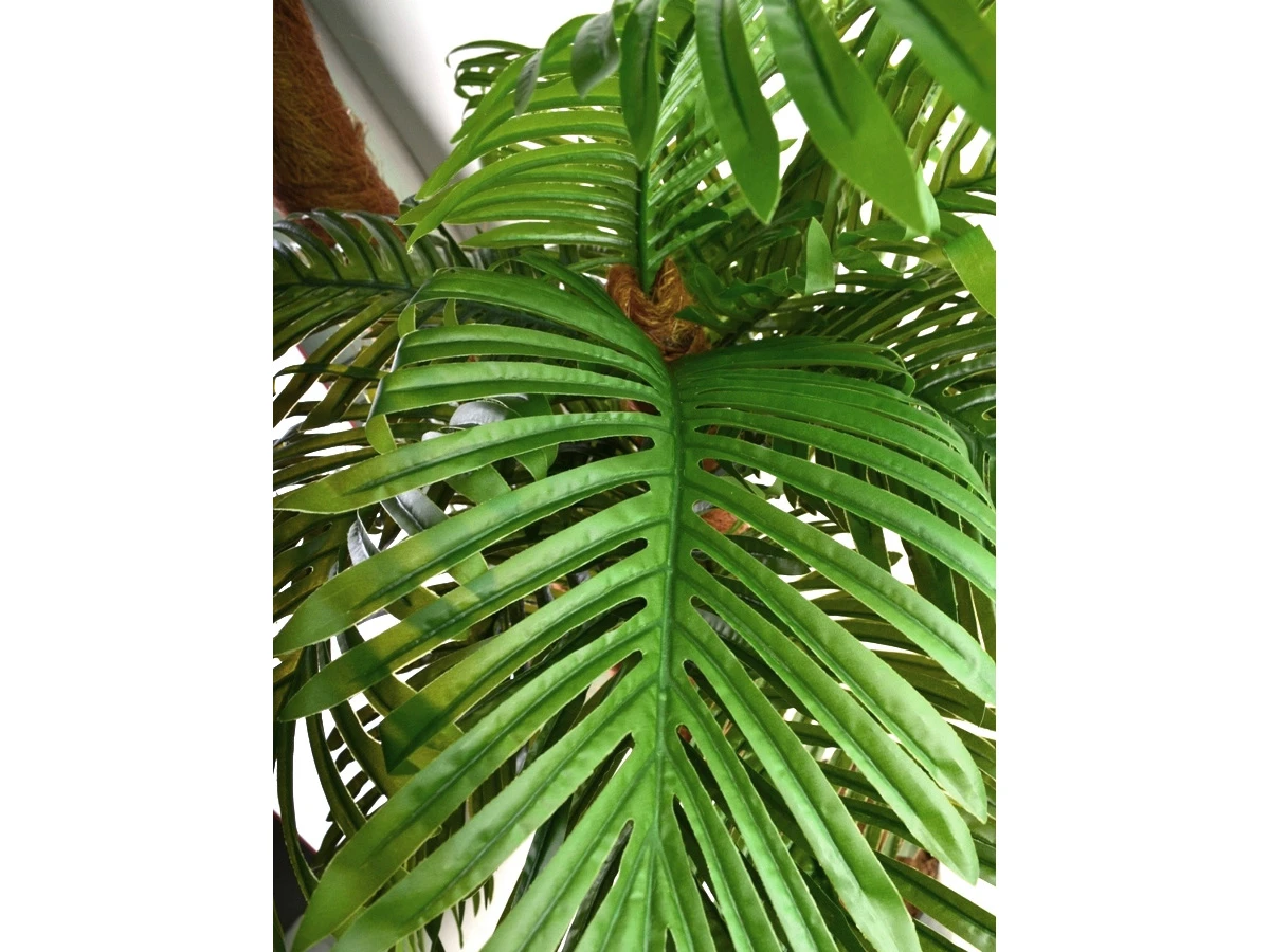 Кокосовая пальма Вивьен 841426  - фото 4