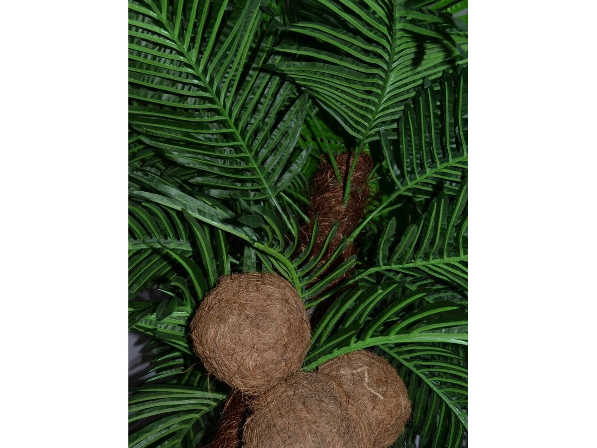 Кокосовая пальма Вивьен 841426  - фото 5