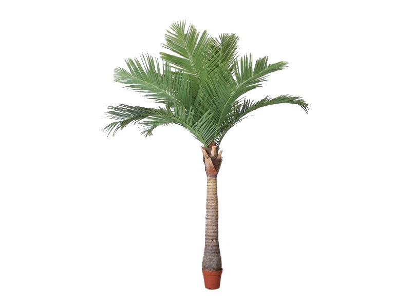 Кокосовая пальма 841430