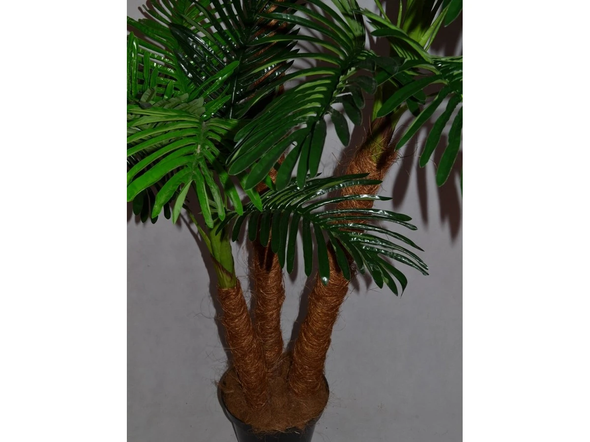 Финиковая пальма Трио 841435  - фото 4