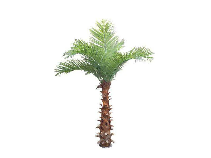 Кокосовая пальма 841437