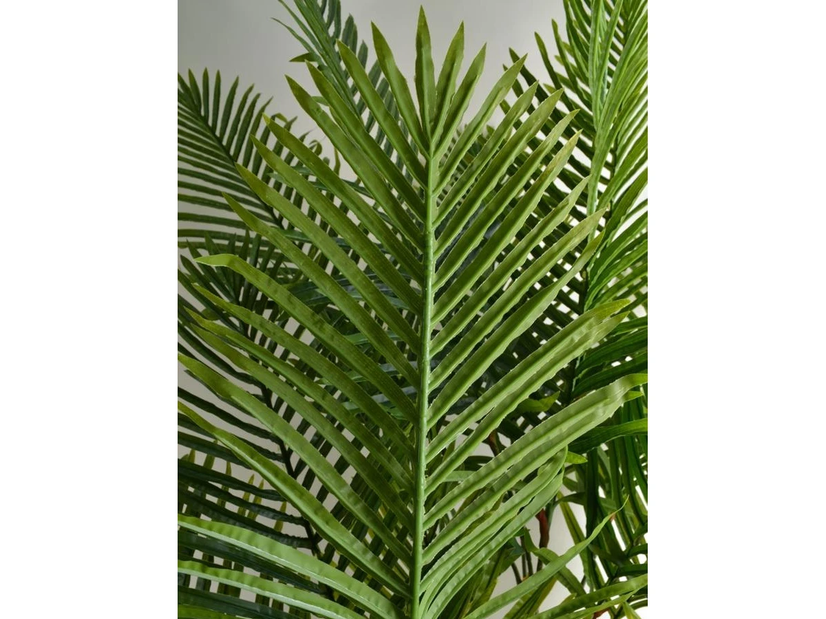 Пальма Арека Алисия 841440  - фото 4
