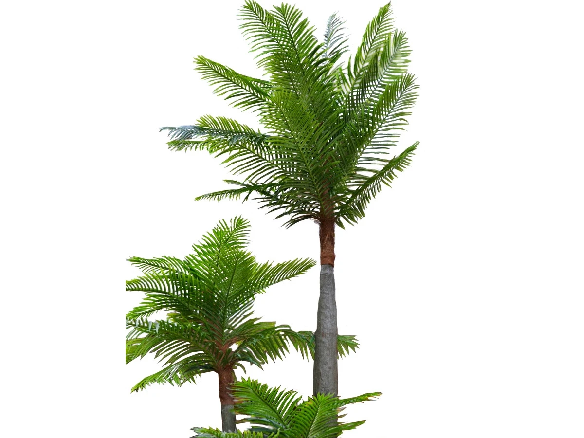 Финиковая пальма Лейсан 841445  - фото 2