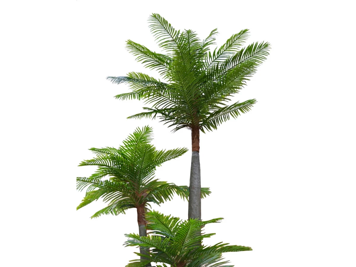 Финиковая пальма Лейсан 841445  - фото 3