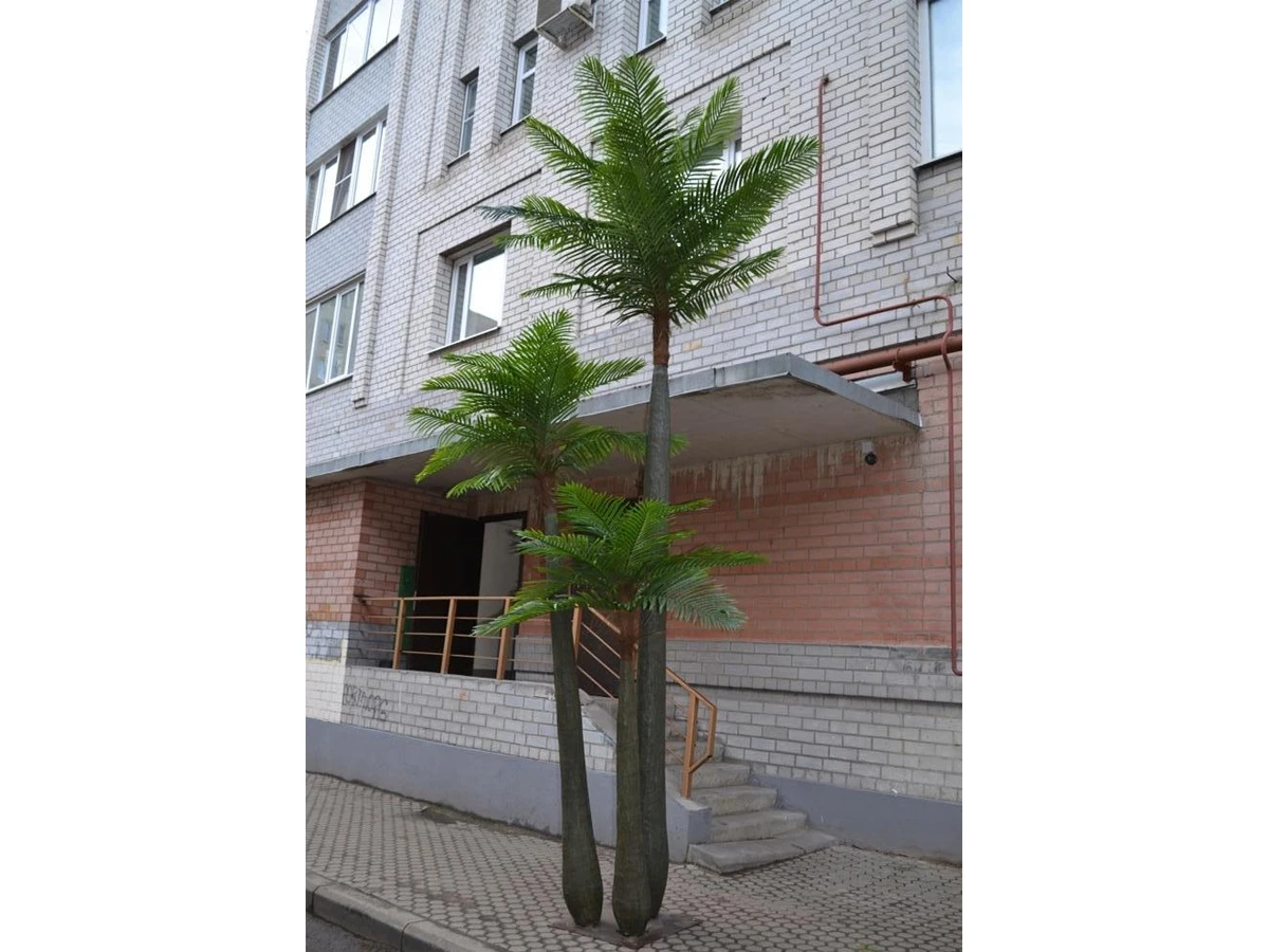 Финиковая пальма Лейсан 841445  - фото 4