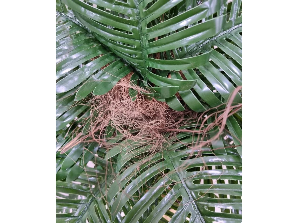 Финиковая пальма Ойла 841446  - фото 4