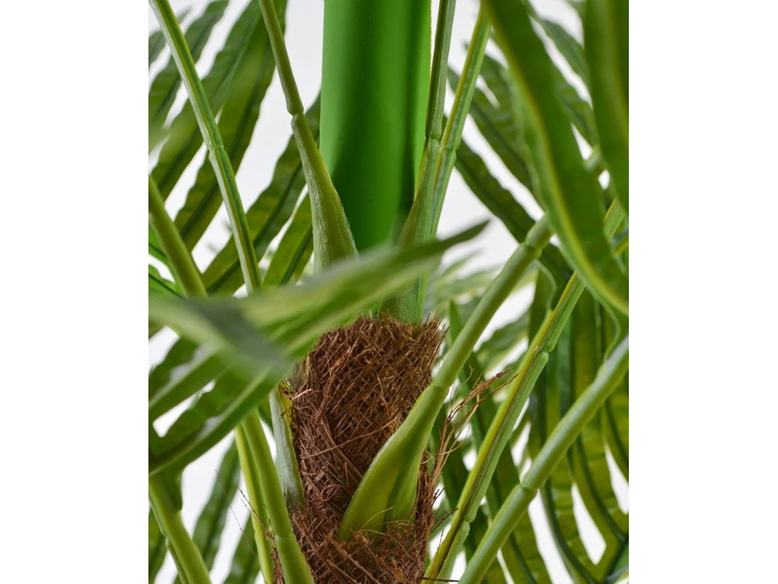 Финиковая пальма Юкка 841451  - фото 4