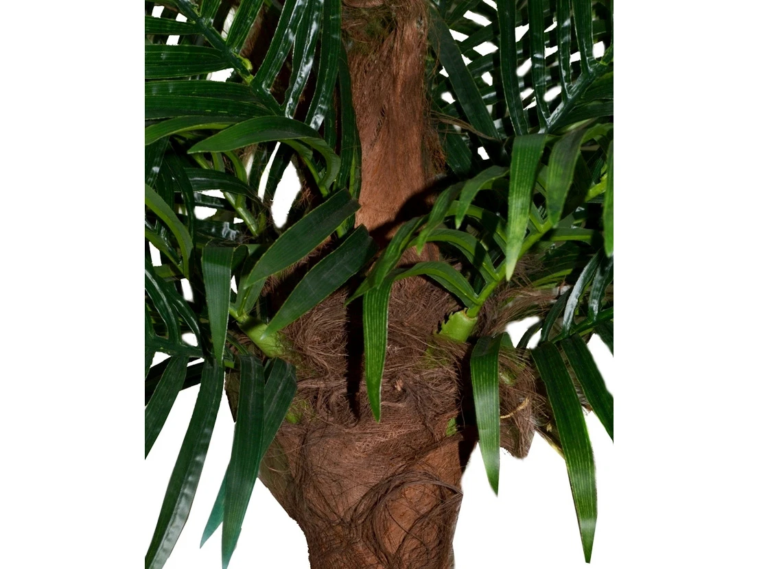Финиковая пальма Южанна 841456  - фото 3