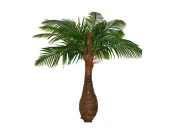 Финиковая пальма Южанна 841456