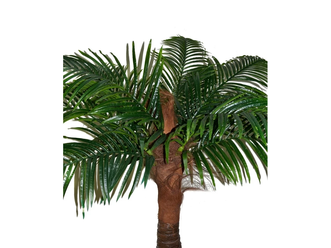 Финиковая пальма Южанна 841456  - фото 4