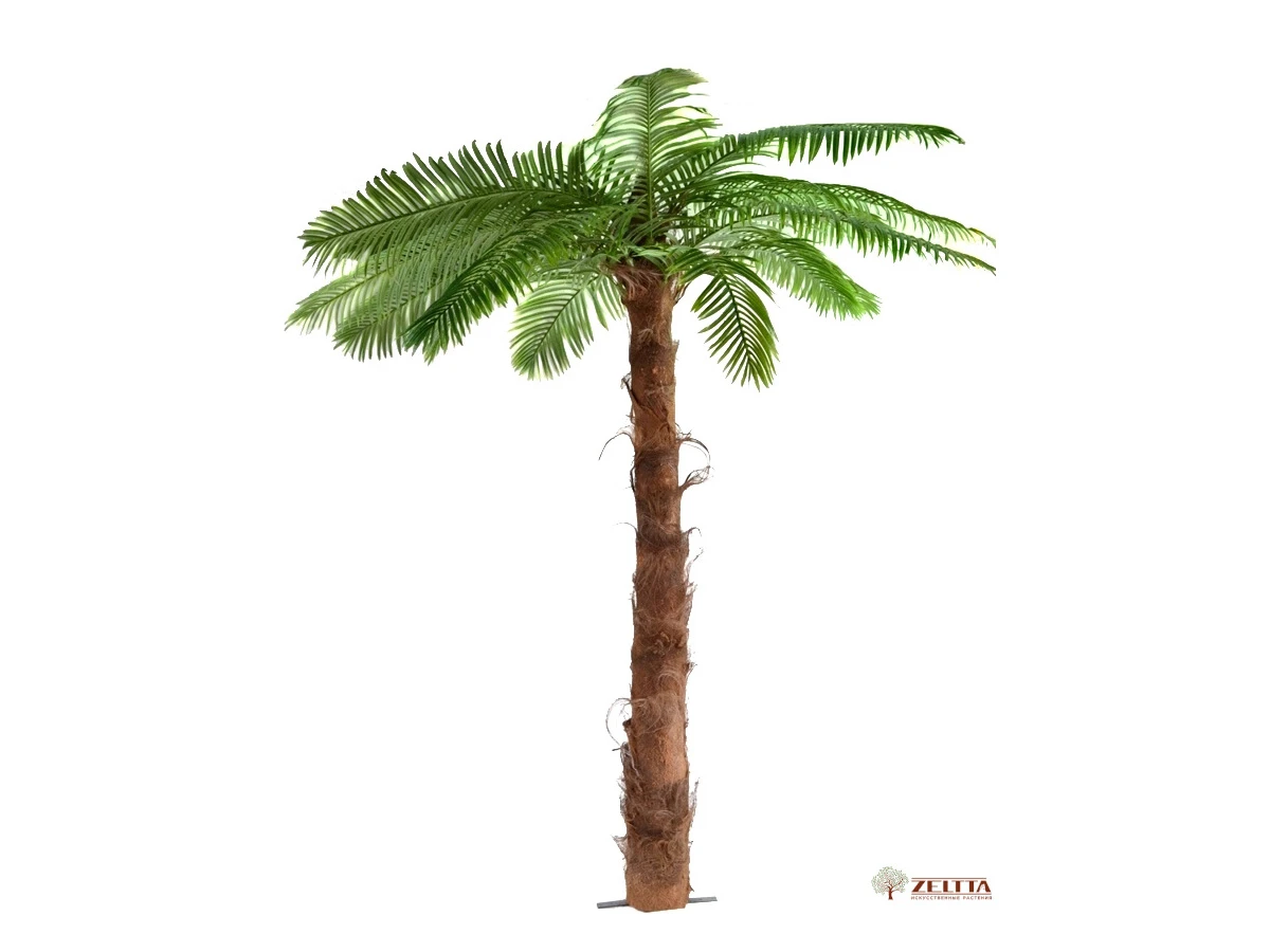 Финиковая пальма Мальта 841458