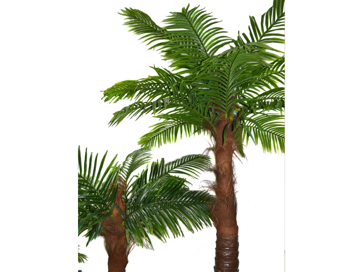 Финиковая пальма Южанна 841459  - фото 2