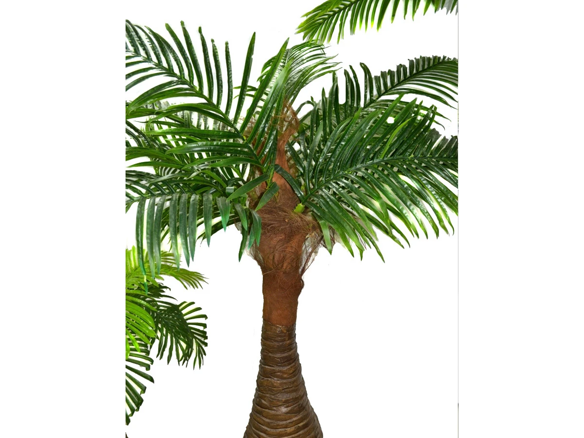 Финиковая пальма Южанна 841459  - фото 3